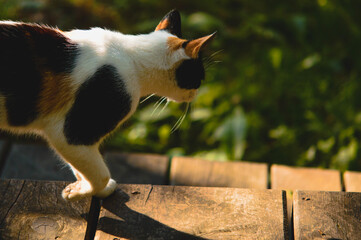 Wall Mural - Closeup shot of an adorable calico cat outdoors