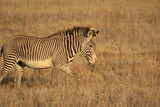 Fototapeta  - zebra in the savannah