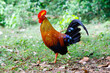 male sri lankan jungle fowl stands in open area of jungle