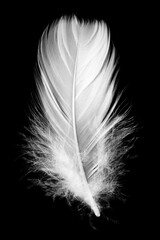 Wall Mural - White feather isolated on a black background