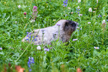 Adorable Hoary Marmot Feeding In Summer Wildflower Meadow, Paradise At Mt. Rainier National Park, Washington State, USA
