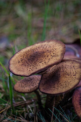 Canvas Print - Selective focus shot of wild mushrooms growing in a forest