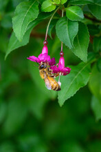 Tiny Pink Fuchsia Blooms Being Pollinated By A Honey Bee, As A Nature Background
