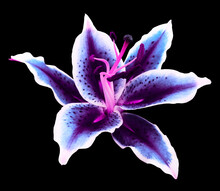 Pink-purple Lily Flower On A Black Background Isolated  With Clipping Path. For Design. Nature.