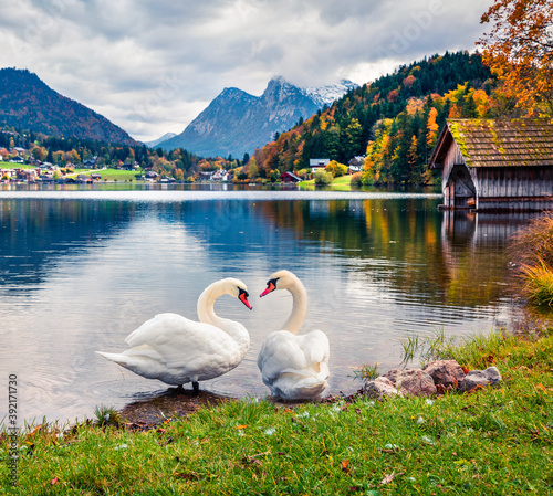 Cuadros en Lienzo Two white swans on the Grundlsee lake