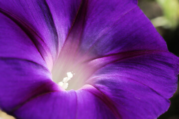 Poster - Morning Glory Flower. Beautiful wallpapers.