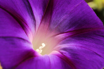 Poster - Morning Glory Flower. Beautiful wallpapers.