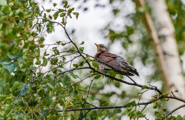 Bird thrush on a branch of viburnum in summer