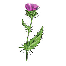 Vector Drawing Milk Thistle