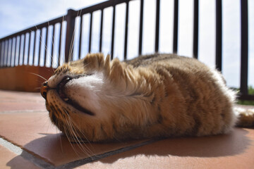 Wall Mural - Selective focus shot of an adorable cat lying on the floor