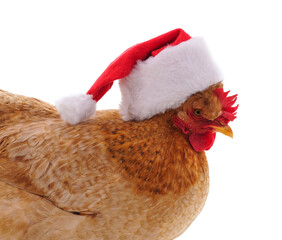 Sticker - Chicken in a Christmas hat.