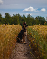 german shepherd on field