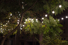 Backyard Illumination, Light In The Evening Garden, Electric Lanterns With Round Diffuser. Lamp Garland Of Light Bulbs On A Tree Branch Among The Leaves, Dark Illuminate Night Scene.