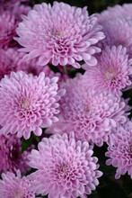 Pink Chrysanthemums / Cheryl Pink Flowers In The Cold Fall Garden 