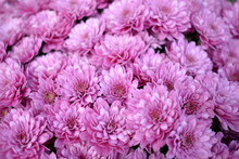 Pink Chrysanthemums / Cheryl Pink Flowers In The Cold Fall Garden 