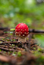 Small Bright Red Dotted Fly Agaric Amanita Muscaria Poisonous Mushroom Growing In Forest With Blurry Background