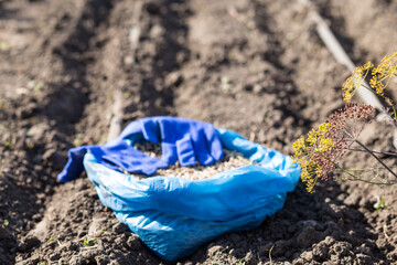 planting seeds for drip irrigation