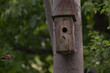 Mały ptaszek  wylatujący z kadru z domkiem dla ptaków  na zielonym rozmytym tle