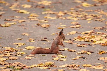 squirrel with a nut in his mouth in the fall