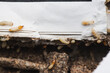 Close up termites or Termites eat and destroy in notebooks and books.