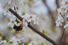 Closeup Of A Bumblebee On A Cherry Blossom Flower