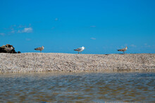 Closeup Of Gulls Resting On The Pebble Beach, Blue Skyscape On The Background