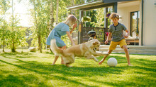 Two Kids Have Fun With Their Handsome Golden Retriever Dog On The Backyard Lawn. They Pet, Play, Tackle It On The Ground And Scratch. Happy Dog Holds Toy Football In Jaws. Suburb House In The Summer