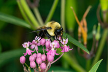 Closeup Of Common Eastern Bumble Bee On Swamp Milkweed Wildflower. Concept Of Insect And Wildlife Conservation, Habitat Preservation, And Backyard Flower Garden