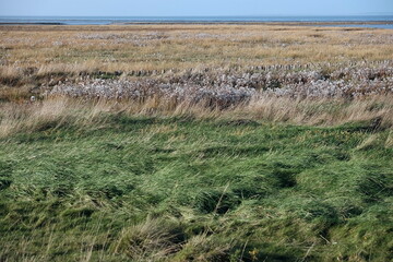 Verschiedene Gräser in Grün und Naturfarben im Herbst im Watt an der Nordsee hinter dem Deich bei Bensersiel und Esens in Ostfriesland in Niedersachsen