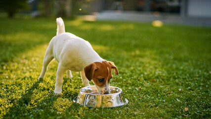 Super Cute Pedigree Smooth Fox Terrier Dog Drinks Water out of His Outdoors Bowl. Happy Little Doggy Having Fun on the Backyard. Sunny Day Outdoors