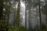Fototapeta Na ścianę - fog in the forest