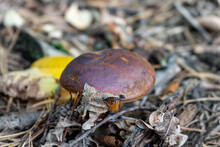 Bay Bolete Mushroom In Forest. It Is Edible, Pored Mushroom In Nature.