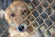 © Lassi M - Upset sad mongrel behind bars. Symbol of dog shelte. Soft focus, defocus
