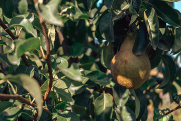 Poster - Beautiful fresh young pears growing on a tree. Close up.