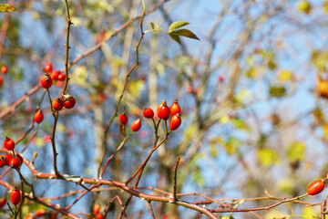 Frische rote Hagebutten am Strauch im Herbst. Früchte mit hohem Vitamin C Gehalt, Immunabwehr stärken. 