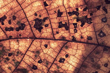 Aufkleber - Close up Detail of a brown leaf plant. Beautiful Background pattern for design. Macro photography view.