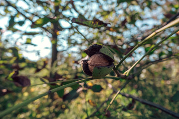 Poster - Fresh Ripe walnut  growing on a tree autumn background.