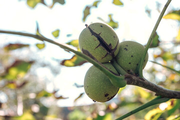 Poster - Fresh Ripe walnut  growing on a tree autumn background.