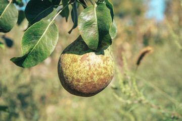 Poster - Fresh young pears growing on a tree. Close up.