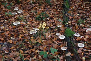 Canvas Print - Closeup shot of Clouded Agaric mushrooms growing in a forest