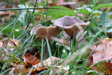 Wall Mural - Selective focus shot of mushrooms growing in a forest