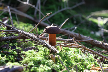 Sticker - Selective focus shot of Boletus edulis mushroom growing in a forest