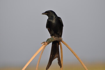 A mature and glossy Black Drango bird (Dicrurus macrocercus) is sitting on sticks against a blurred background, Close- up view with details.