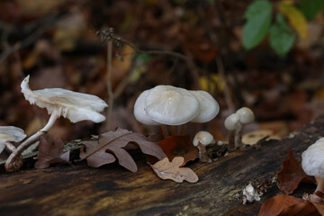 Canvas Print - Selective focus shot of white mushrooms growing in a forest