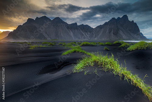 Fotomural Beautiful Grass Tussocks On The Black Beach Of Stokksnes In the Shadow Of Vestra