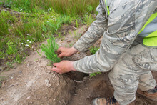 Forest Worker Planting Trees At The Site Of The Cut Down Forest. A Forester In Work Clothes Points A Finger At A Seedling Of Spruce. The Concept Of Reforestation After Deforestation. 