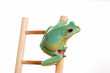 Ein grüner Frosch als Wetterfrosch sitzt auf einer Leiter, weißer Hintergrund, Studioaufnahme