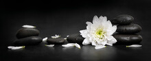 Spa And Wellness - Wet Pebbles With White Flower And Petals On Black Background. Banner