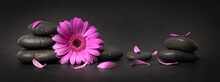 Pink Flower And Petals With Zen Stones On Black Background. Spa Banner