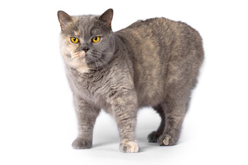 Naklejka na meble British cat on the white background